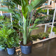 Strelitzia Bird of Paradise